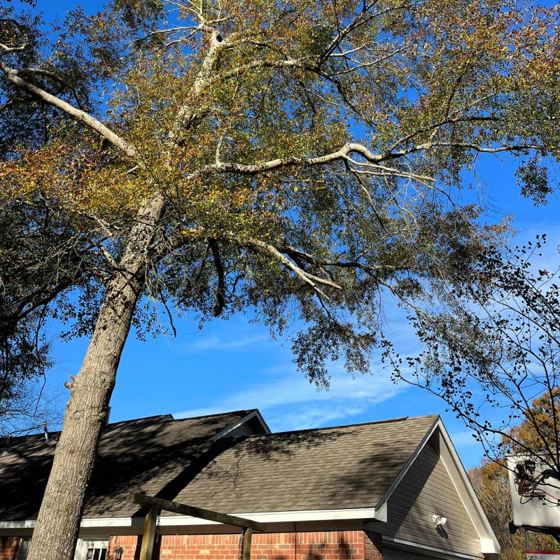Hazardous Tree Removal (1)