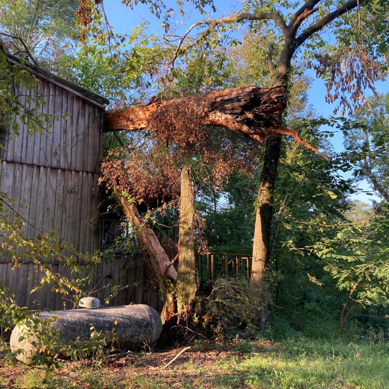 Hazardous Tree Removal