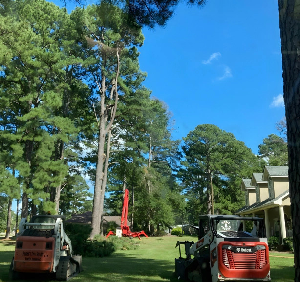 Professional Tree Services In Braxton (Content Image)