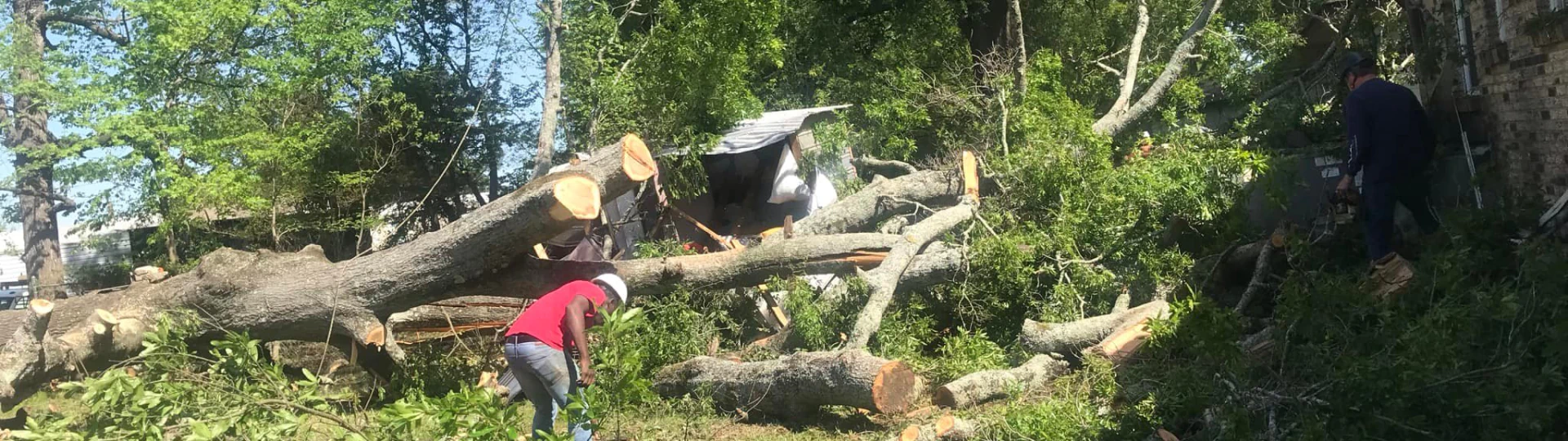 Tree Removal breadcrumb