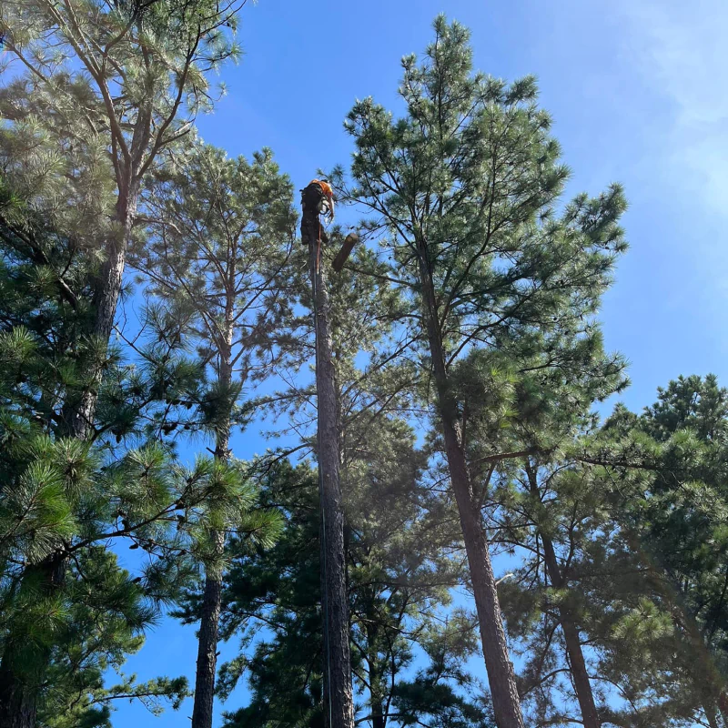 Tree Trimming (1)