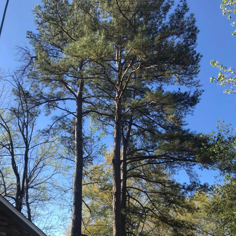 Tree Trimming