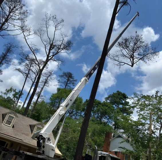 Trusted Tree Services In Braxton (Content Image)
